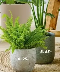 Pot