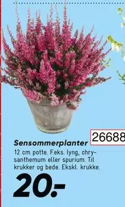 Sensommerplanter