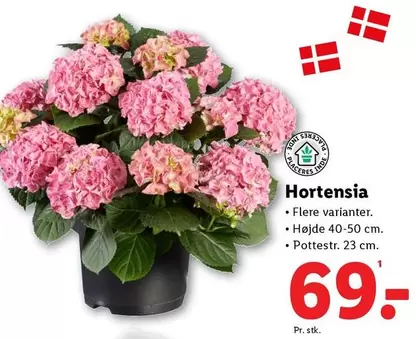 Hortensia -