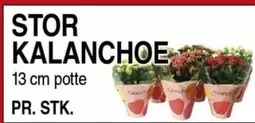 STOR KALANCHOE