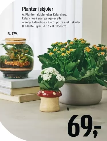 Orange - Planter i skjuler