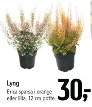Orange - Lyng