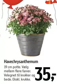 Havechrysanthemum