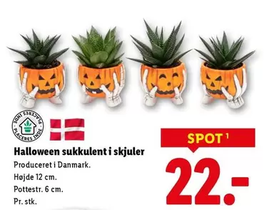 Halloween sukkulent i skjuler