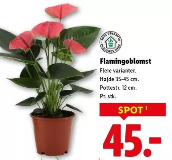 Flamingoblomst