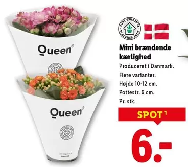 Mini brændende kærlighed