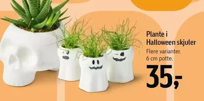 Plante i Halloween skjul