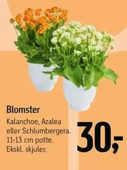 Blomster Kalanchoe, Azalea eller Schlumbergera