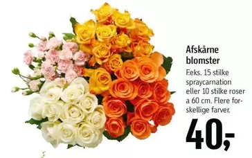 Roser - Afskårne blomster