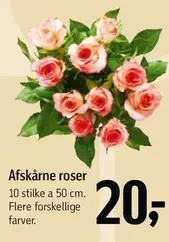 Roser - Afskårne roser