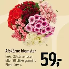 Roser - Afskårne blomster