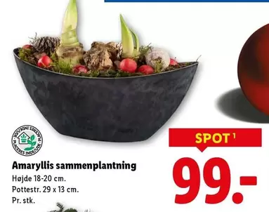 Amaryllis sammenplantning