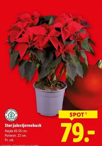 Stor julestjernebusk