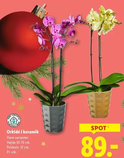 Keramik - Orkidé i keramik