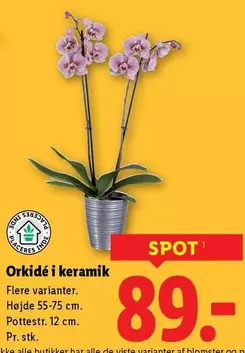 Keramik - Orkidé i keramik