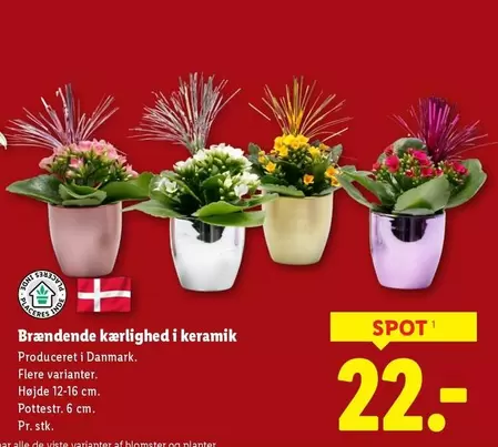 Keramik - Brændende kærlighed i keramik