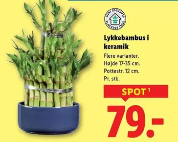 Keramik - Lykkebambus i keramik