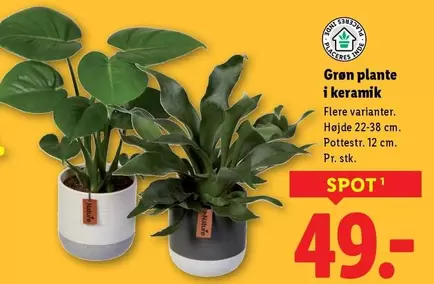 Keramik - Grøn plante i keramik