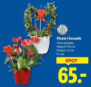 Keramik - Plante i keramik