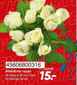 Roser - Afskårne roser