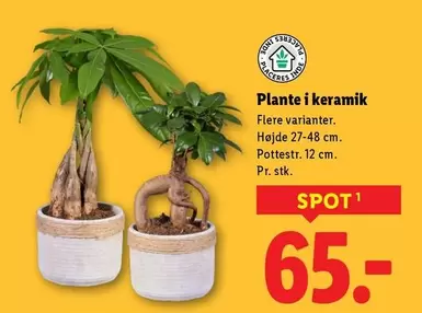Keramik - Plante i keramik