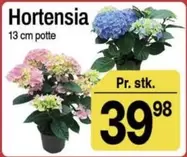Hortensia -