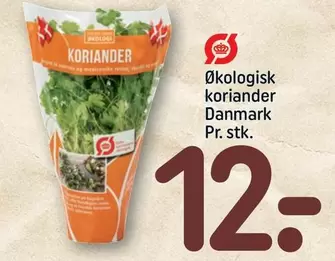 Økologisk koriander Danmark