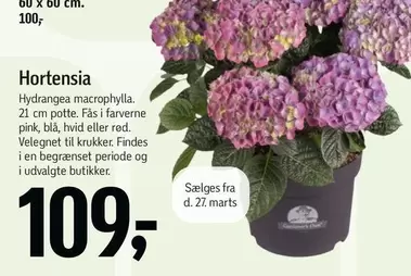 Hortensia -