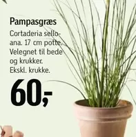 Pampasgræs