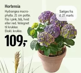 Hortensia -