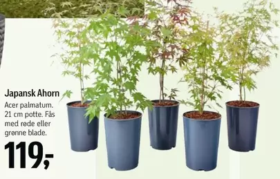 Acer - Japansk Ahorn