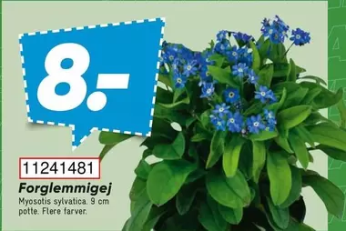 11241481 Forglemmigej