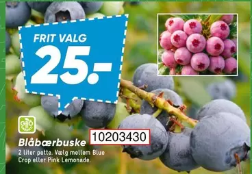 Blåbærbuske 10203430