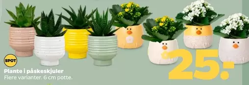 Plante i påskeskjulere