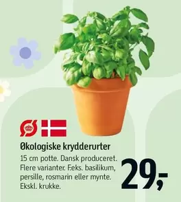 Økologiske krydderurter