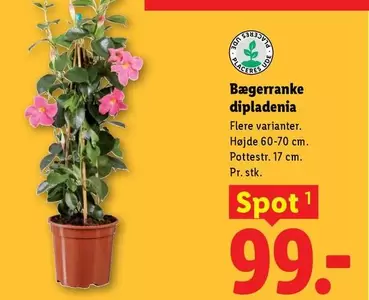 Bæerranke dipladenia