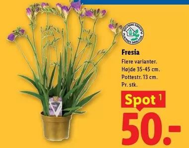 Freesia