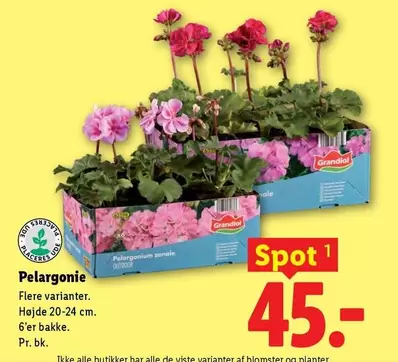Pelargonie