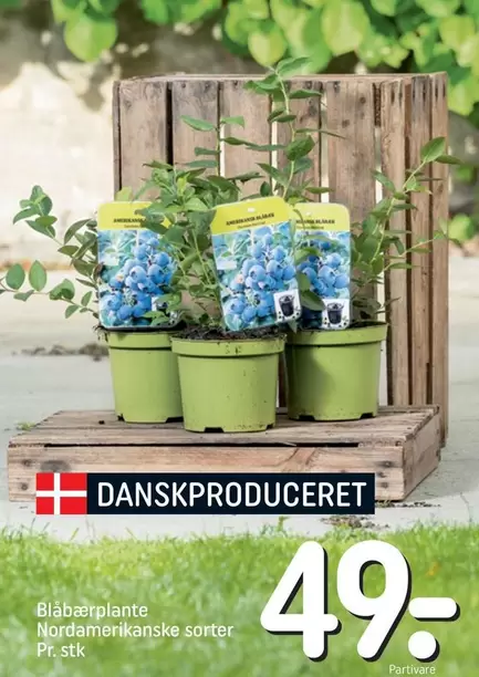 Blåbærplante