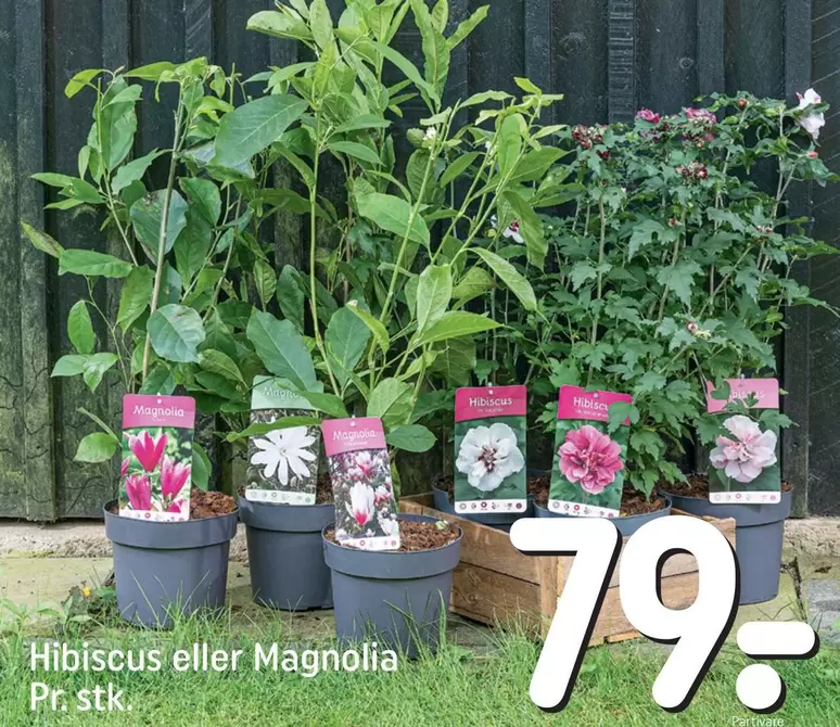 Hibiscus eller Magnolia