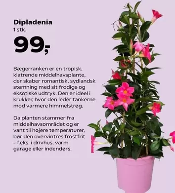 Den - Dipladenia