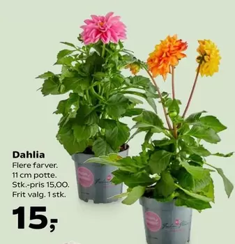 Dahlia -