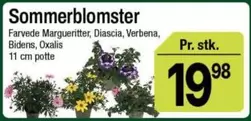Sommerblomster
