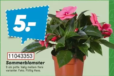 Sommerblomster 11043353