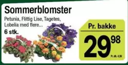 Sommerblomster