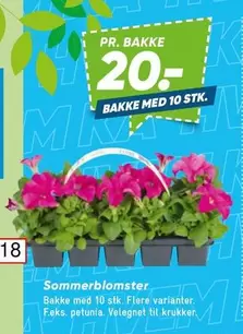 Sommerblomster