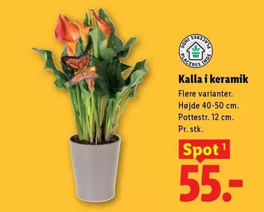 Keramik - Kalla i keramik