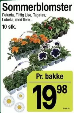 Sommerblomster