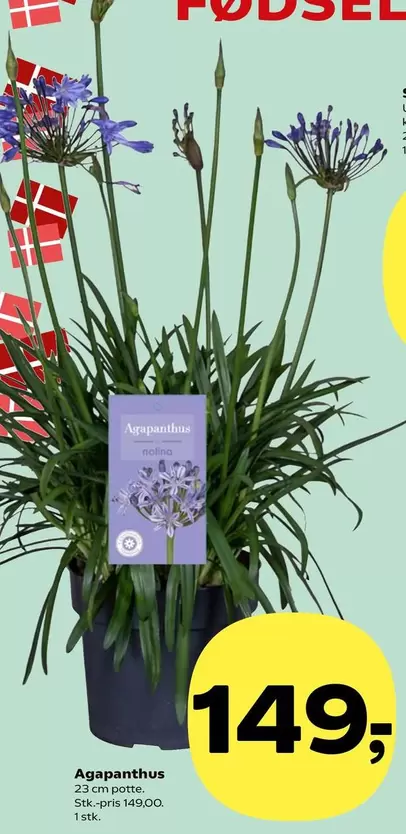 Agapanthus