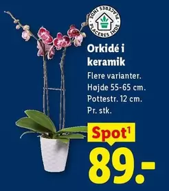 Keramik - Orkidé i keramik
